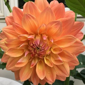 Meet your Posher, Alva